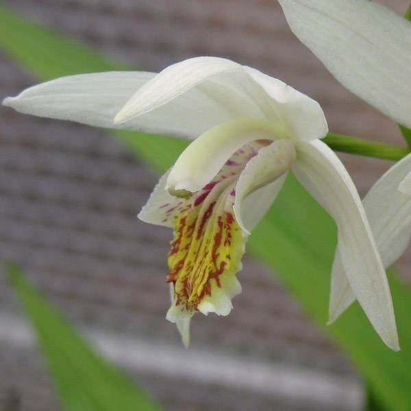 Orchidée bietilla striata orchidea bietilla — free download